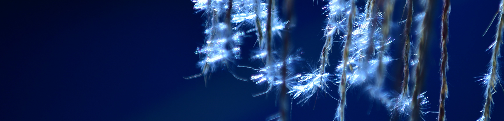 WealthFocus Investment Funds