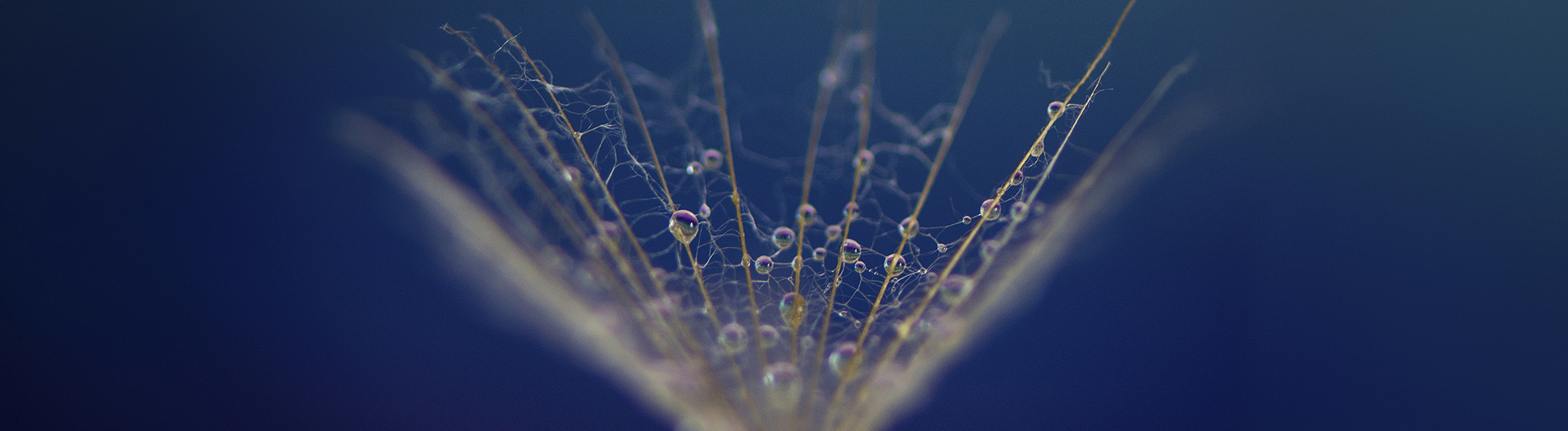 Perpetual Concentrated Equity Fund